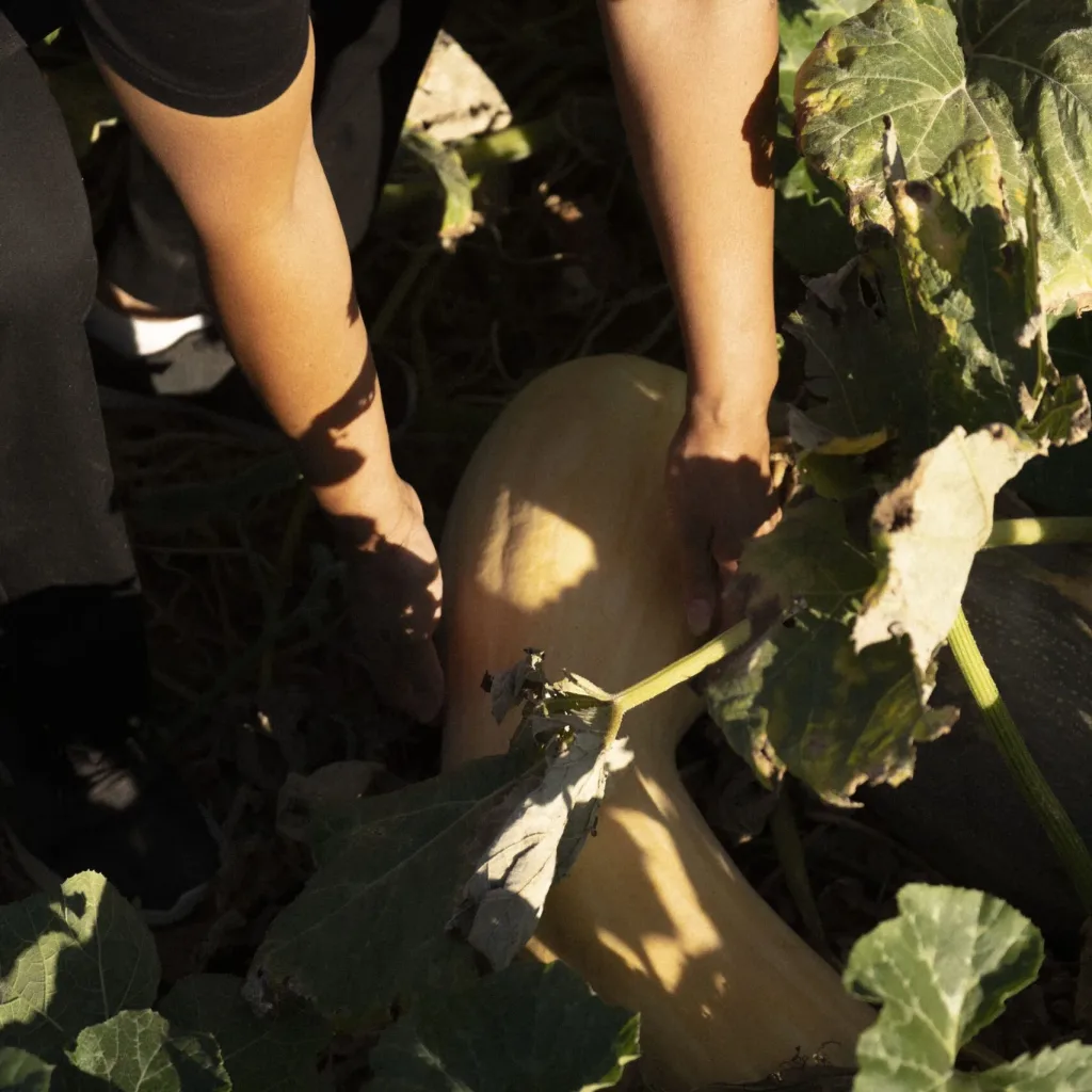 vegetable garden