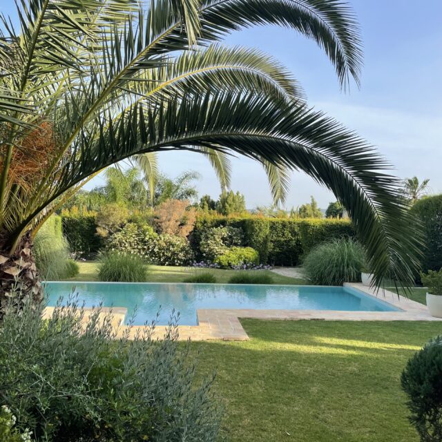 pool palm tree