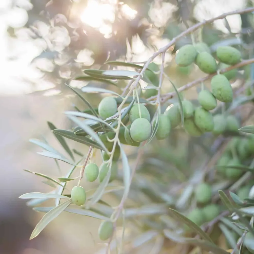 olive tree